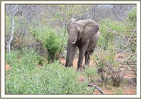 Lualeni coming to join the orphans
