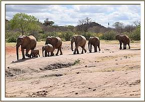 Kinna and baby Kama leading