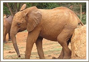 Lempaute scratching