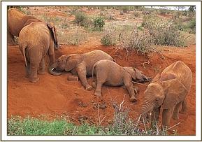 Lempaute left & Taveta playing together