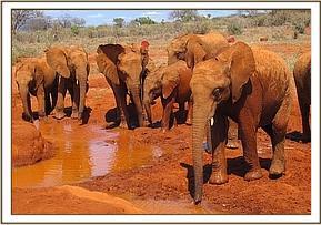 Lesanju with the herd at the mudbath