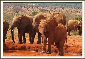 Sinya in front with a wild group at the mudbath