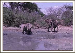 Mulika & a wild elephant at mud bath