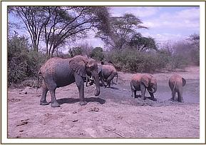 Wendi with babies at mud bath