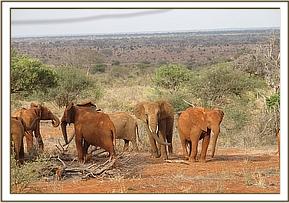 A wild cow greeting Lempaute
