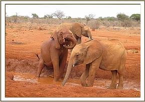 Lesanju playing