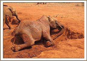 Sinya playing at the dust bath
