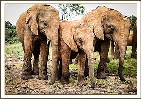 Ndiwa, Kiasa and Sagala