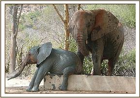Ithumbah scratching as she is watched by Nasalot