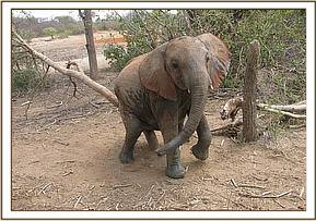 Ithumbah having a scratch