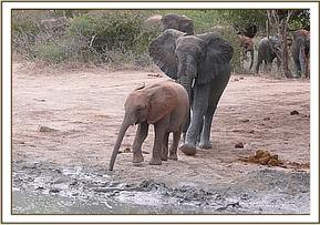 Ithumba & Wendi