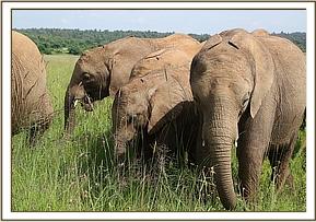 Arubba, Dupotto and Embu enjoying the grass