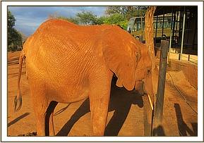Lempaute feeding on Copra Cake