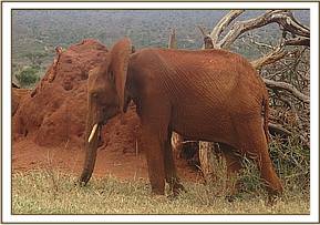 Sinya coming to calm the elephants