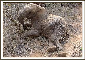 Taita resting