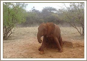 Wendi scrathing on a rock