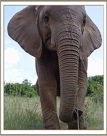 Sunyei walking in the bush