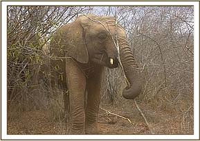 Napasha feeding