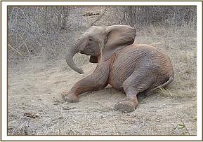 Mulika playing before being joined by Napasha