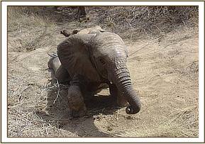 Taita scratches his belly