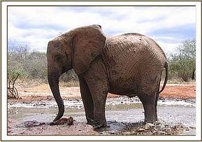 Mulika standing in the mudwallow