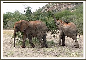 Mulika and Nasalot