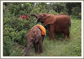 Ambo browsing with the older orphans