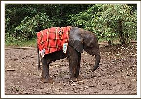 Ambo with his blanket on
