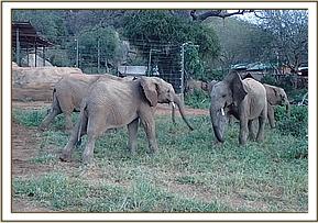 Orwa plays with Ololoo at the stockade