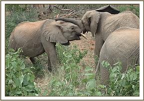 Kanjoro and Orwa play fighting