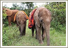 Ambo and another baby with the older orphans