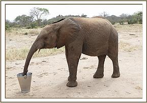 Namalok drinking from his bucket