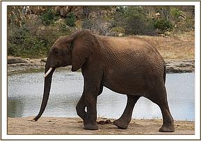 Orwa