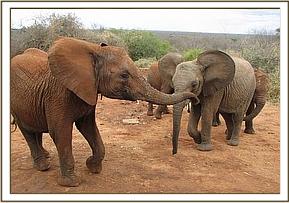 Lenana sniffs at Lualeni