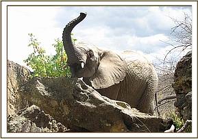 Lualeni sniffs the air