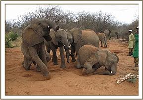 Kinna, Galana, Rapsu & Sunyei nose diving