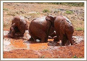 Sinya enjoying her mudbath