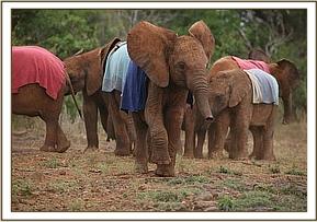 Lempaute with the other orphans