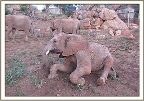 Orwa rolling on the ground