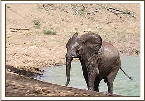 Lualeni enjoys a wallow
