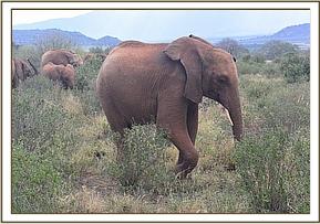 Lesanju pulling her herd away from wild eles