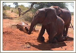 Lesanju moving in the centre to block Lempaute