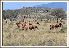 Lempaute blocking Mudanda frm following wild eles