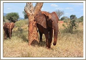 Lempaute taking the scratching position