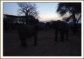 Narok greets Napasha in the morning