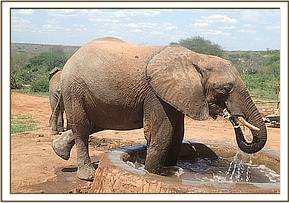 Madiba drinking at the stockade water trough