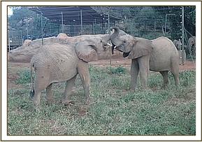 Orwa plays with Kainuk at the compound