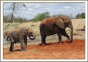 Kanjoro with Sunyei at the mudbath