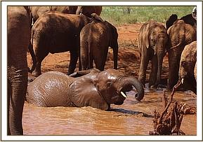 Arruba at mud-bath