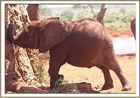 Arruba investigating the big Baobab
